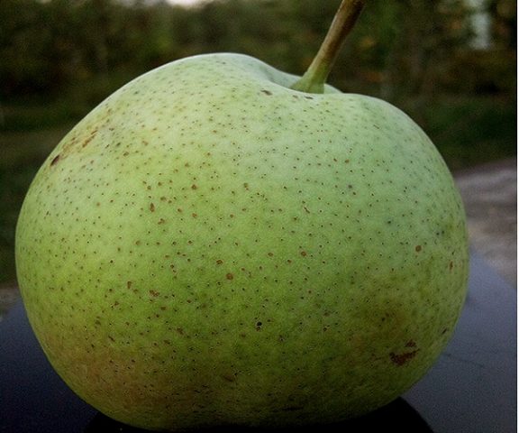 Pear Rossoshanskaya: Late, Early, Beauty, Dessert