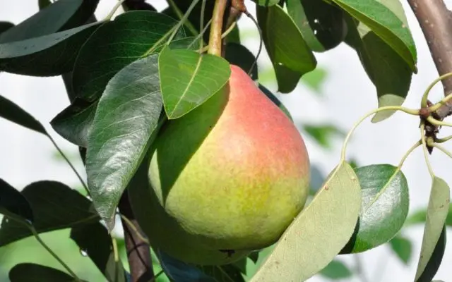 Pear Rossoshanskaya: Late, Early, Beauty, Dessert