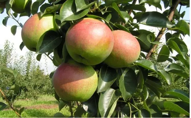 Pear Rossoshanskaya: Late, Early, Beauty, Dessert