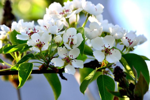 Pear Rossoshanskaya: Late, Early, Beauty, Dessert