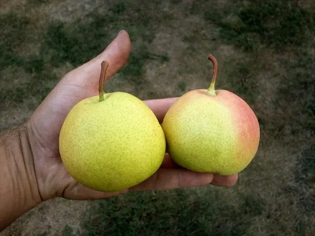 Pear Rossoshanskaya: Late, Early, Beauty, Dessert