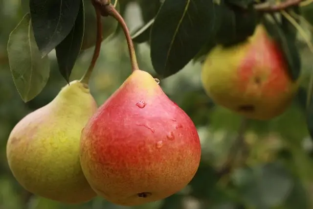 Pear Rossoshanskaya: Late, Early, Beauty, Dessert