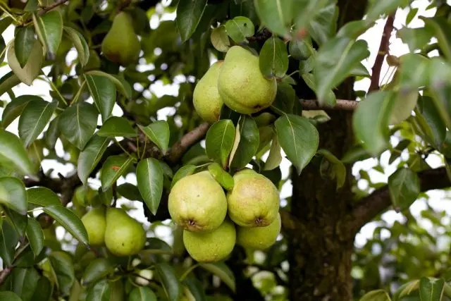 Pear Rossoshanskaya: Late, Early, Beauty, Dessert