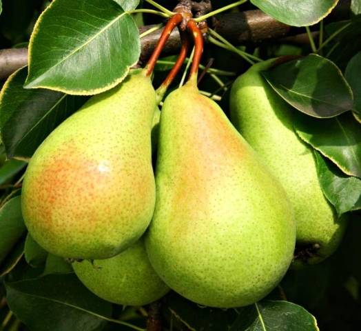 Pear Santa Maria