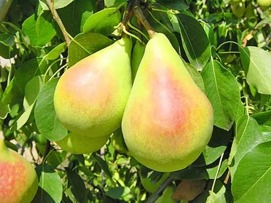 Pear Santa Maria