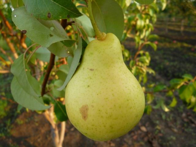 Pear Santa Maria