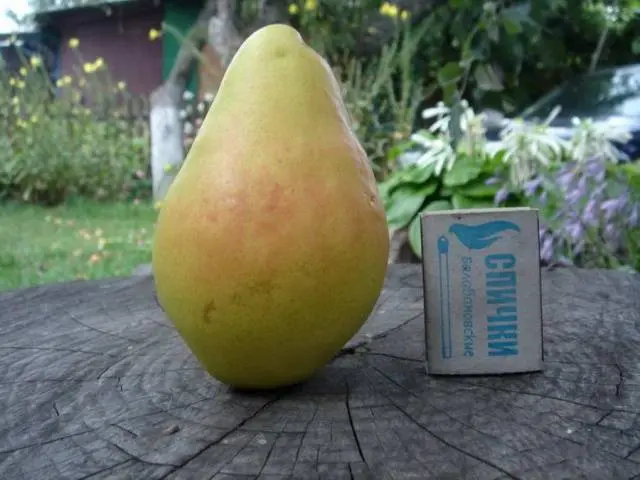 Pear Santa Maria