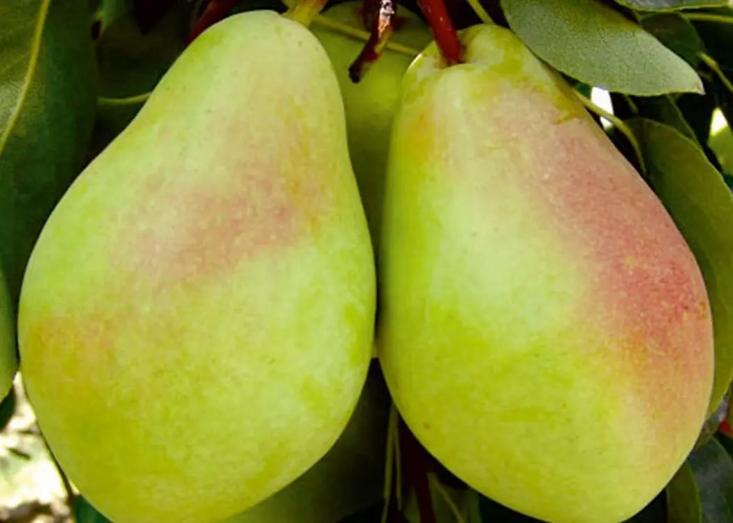 Pear Santa Maria