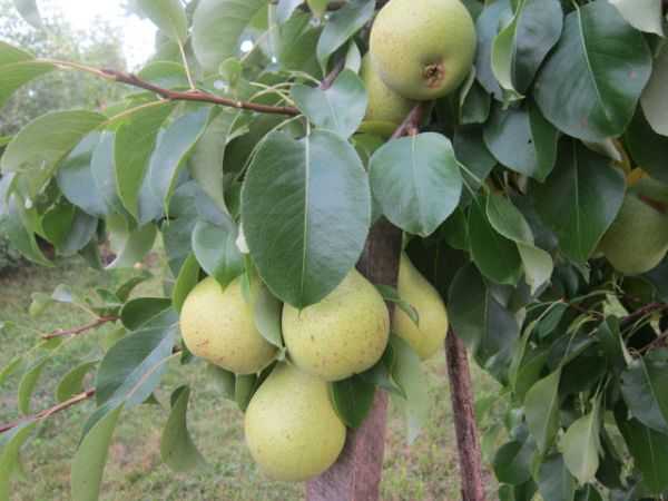 Pear Sapphire: description, photo, reviews