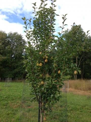 Pear Seedling Kieffer