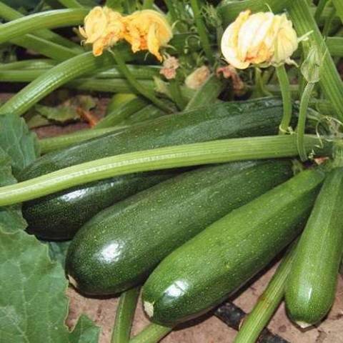 Pear-shaped zucchini