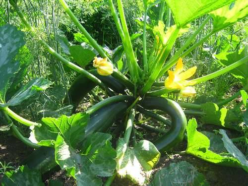 Pear-shaped zucchini