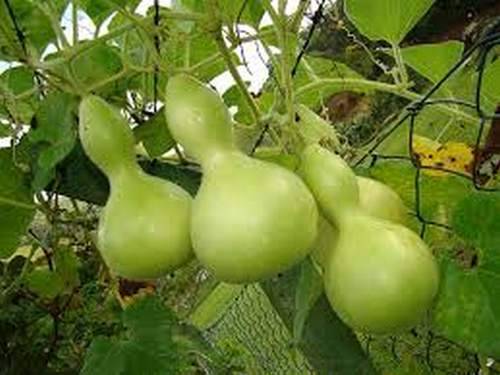 Pear-shaped zucchini