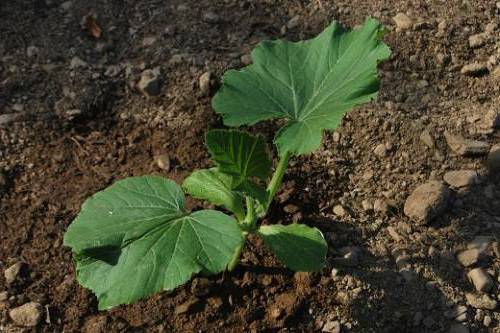 Pear-shaped zucchini