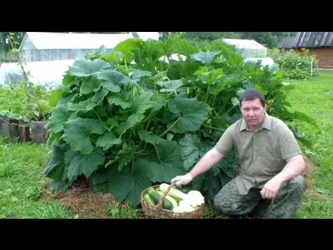 Pear-shaped zucchini