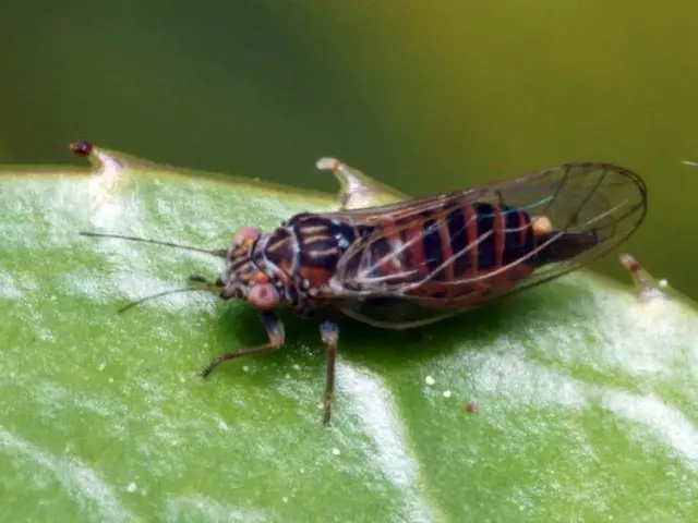 Pear sucker: control measures