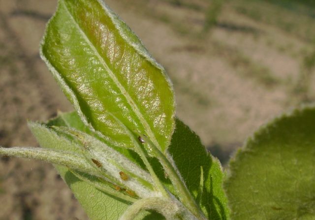 Pear sucker: control measures