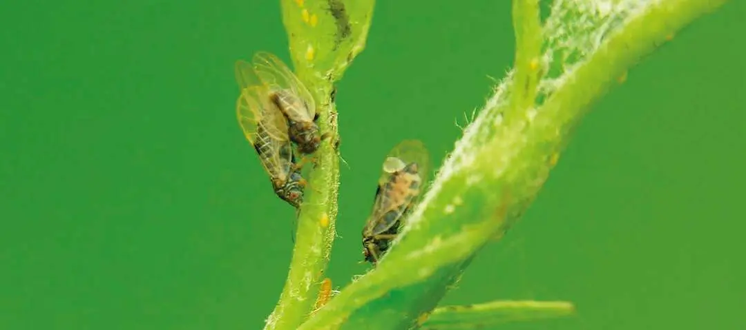 Pear sucker: control measures