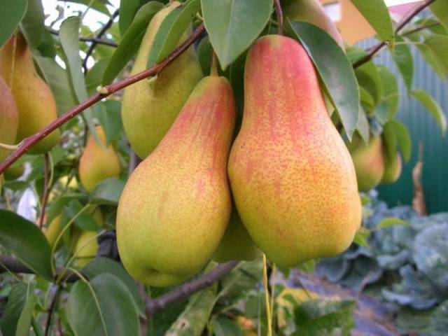 Pear Talgar beauty: description, photo, reviews