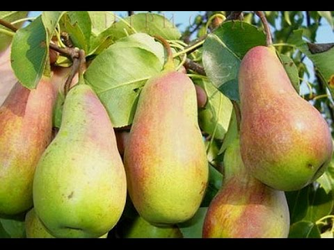 Pear Talgar beauty: description, photo, reviews