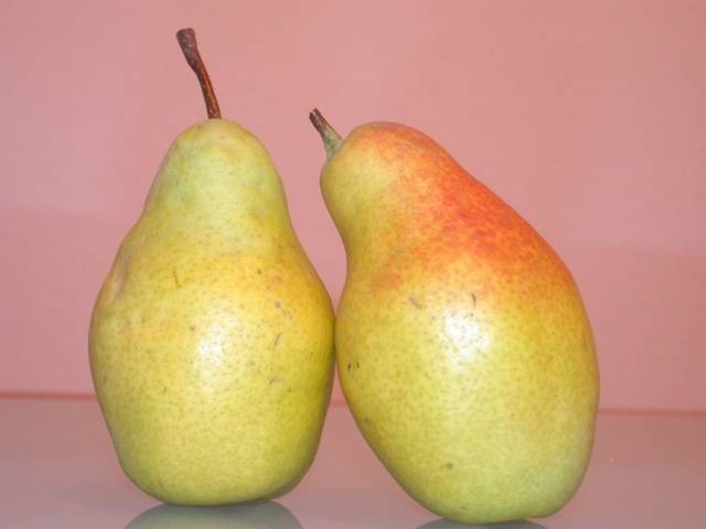 Pear Talgar beauty: description, photo, reviews