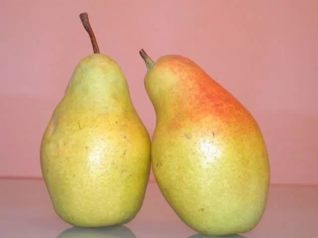 Pear Talgar beauty: description, photo, reviews