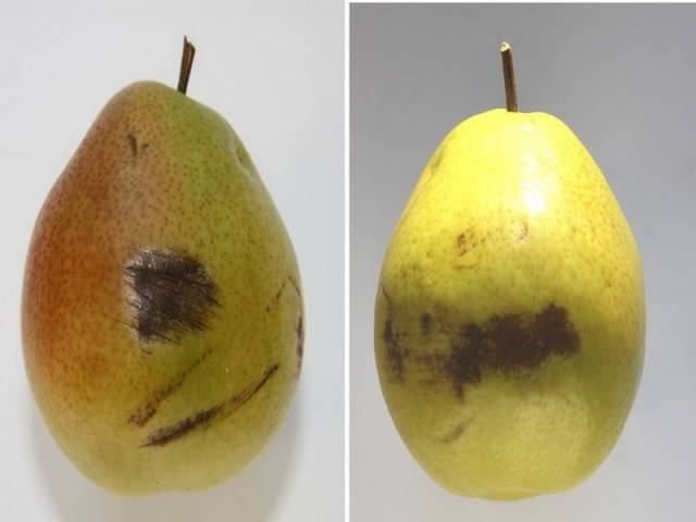 Pear Talgar beauty: description, photo, reviews