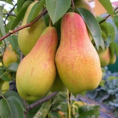 Pear Talgar beauty: description, photo, reviews