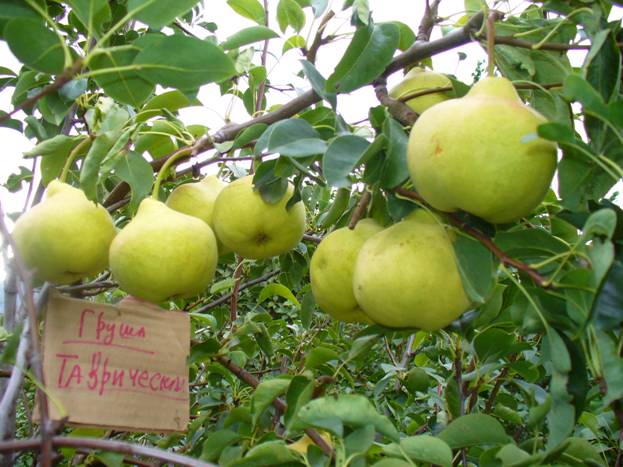 Pear Tauride: variety description