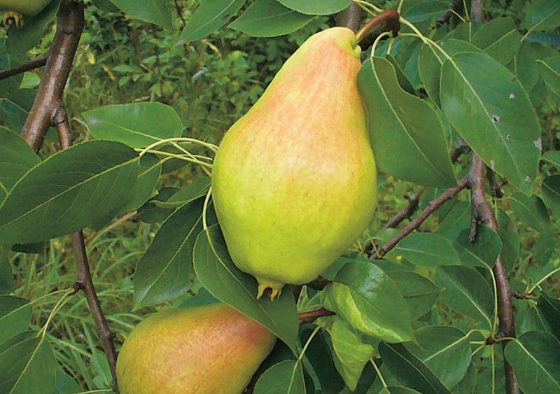 Pear varieties for the Moscow region: an overview of the most popular