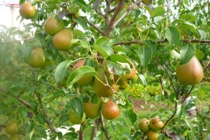 Pear varieties for the Moscow region: an overview of the most popular