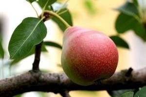 Pear varieties for the Moscow region: an overview of the most popular