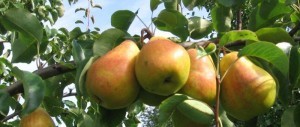 Pear varieties for the Moscow region: an overview of the most popular