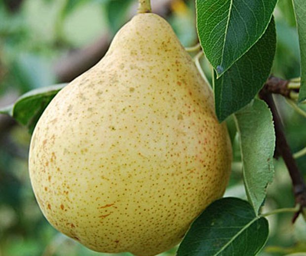 Pear varieties for the Moscow region: an overview of the most popular