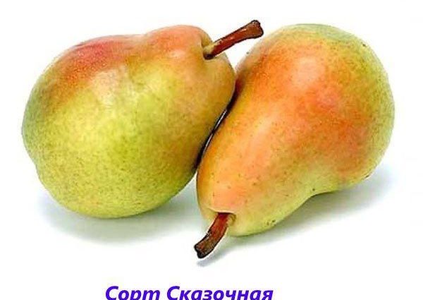 Pear varieties for the Moscow region: an overview of the most popular