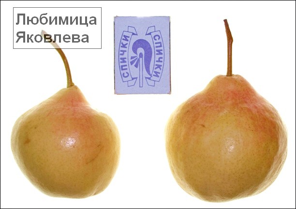 Pear varieties for the Moscow region: an overview of the most popular