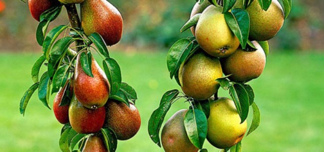 Pear varieties for the Moscow region: an overview of the most popular