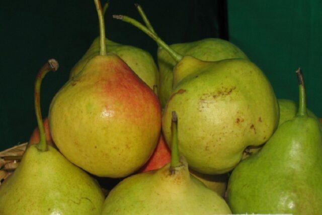 Pear variety Autumn Yakovleva: description, photo, reviews