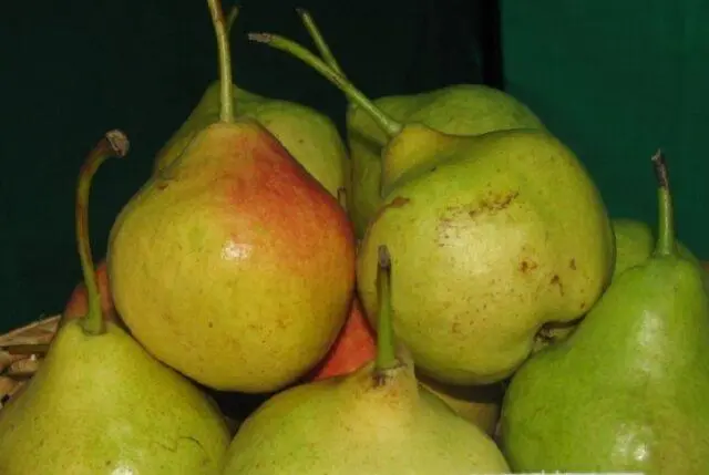 Pear variety Autumn Yakovleva: description, photo, reviews