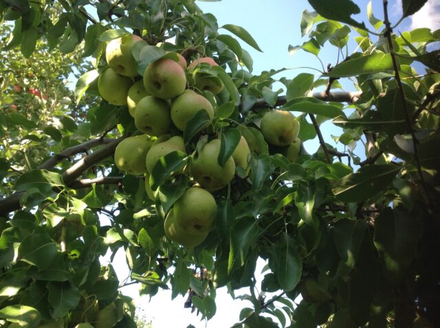 Pear variety Autumn Yakovleva: description, photo, reviews