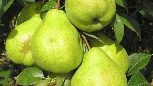 Pear variety Baltic oily: description, photo, reviews