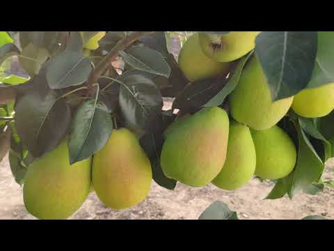 Pear variety Baltic oily: description, photo, reviews