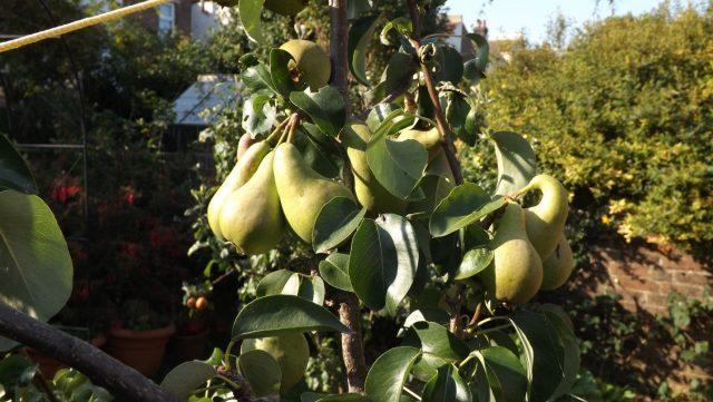 Pear variety Concord: photo and description