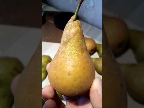 Pear variety Concord: photo and description