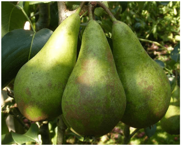 Pear variety Concord: photo and description