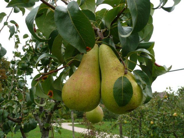 Pear variety Concord: photo and description