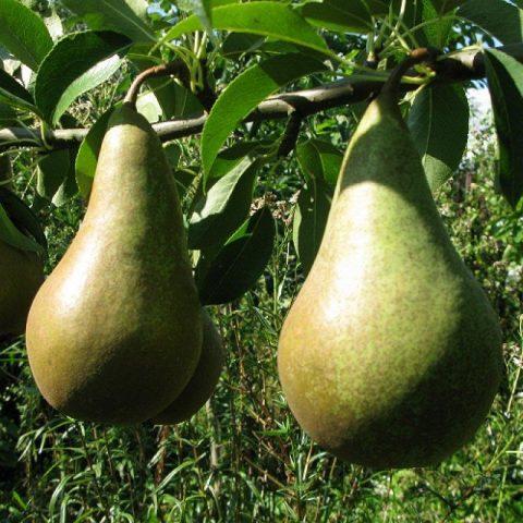 Pear variety Concord: photo and description