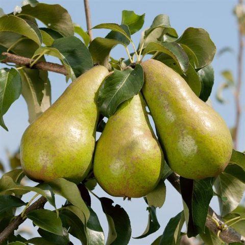 Pear variety Concord: photo and description