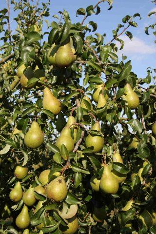 Pear variety Concord: photo and description