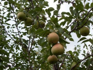 Pear variety in memory of Yakovlev - characteristics and advantages of the variety